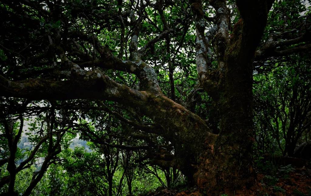 Perhaps it’s time to ask what can be called&nbsp;Dancong