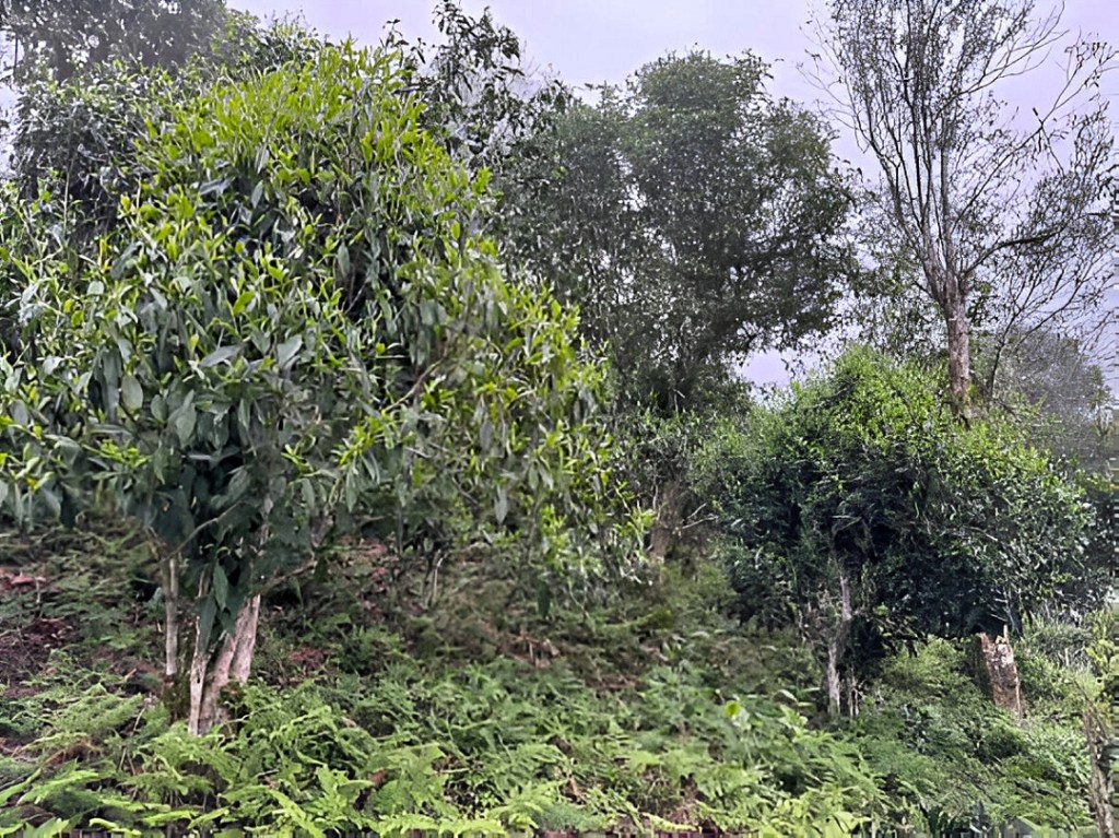 Tả Củ Tỷ & the Weight of the Mist: Aesthetics and Ontology of the Big Rice&nbsp;Field